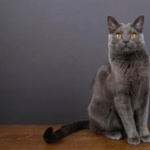 Chartreux high definition photo