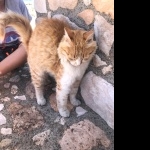 Cyprus cat image