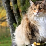 Forest Cat high definition photo