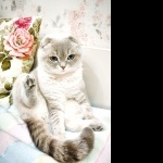 Scottish Fold hd wallpaper