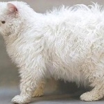 Selkirk Rex funny