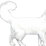 Turkish Angora pics