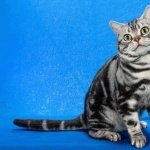 American Shorthair hd