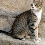 Cyprus cat hd wallpaper