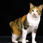 Japanese Bobtail wallpaper