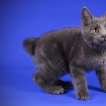 Kurilian Bobtail pic