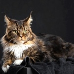 Maine Coon new wallpapers