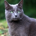 Russian Blue download wallpaper