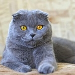 Scottish Fold cute