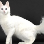 Turkish Angora wallpapers