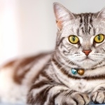 American Shorthair 2025