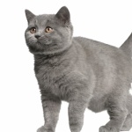 Brazilian Shorthair free wallpapers