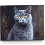 Chartreux free wallpapers