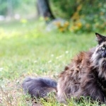 Forest Cat download