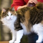 Kurilian Bobtail hd photos