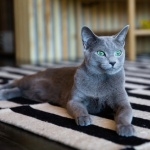 Russian Blue pics