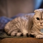 Scottish Fold hd desktop