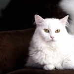 Turkish Angora high quality wallpapers