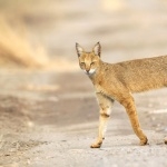 Chausie photo