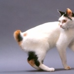 Japanese Bobtail photos