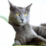 Russian Blue high quality wallpapers