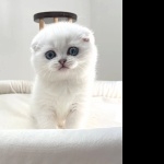 Scottish Fold images