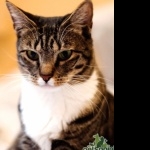 American Shorthair new wallpapers