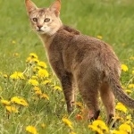 Chausie wallpapers