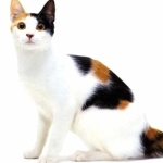 Japanese Bobtail cute