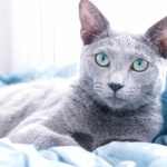 Russian Blue new wallpapers