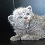 Selkirk Rex full hd