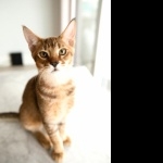 Chausie hd