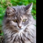 Forest Cat image