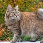 Kurilian Bobtail cute