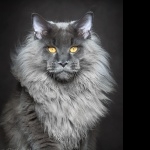 Maine Coon high definition wallpapers