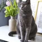 Russian Blue wallpapers for desktop