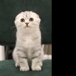 Scottish Fold high quality wallpapers