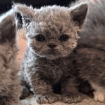 Selkirk Rex cute