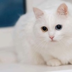 Turkish Angora photos