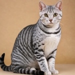 American Shorthair 1080p