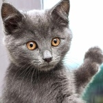 Chartreux breed