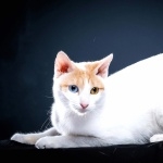 Japanese Bobtail pic