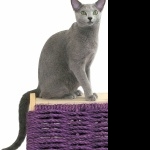 Russian Blue background