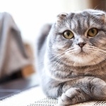 Scottish Fold desktop wallpaper