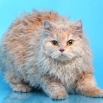 Selkirk Rex hd pics