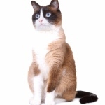 Snowshoe cat wallpapers hd