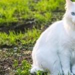 Turkish Angora breed