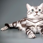 American Shorthair hd wallpaper