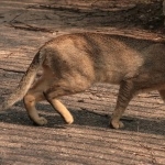 Chausie full hd