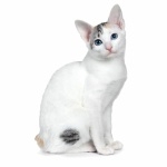 Japanese Bobtail 2025